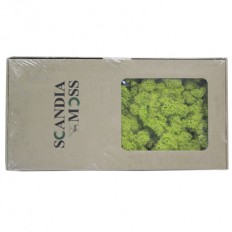 스칸디아모스(스프링그린)약80g~100g NO13255